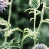 Echinops ritro, flowers