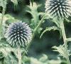 Echinops ritro, flowers
