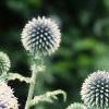 Echinops ritro, flowers