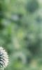 Echinops ritro, flowers