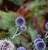 Echinops ritro, flowers