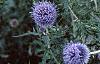 Echinops ritro, flowers