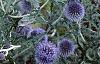 Echinops ritro, flowers