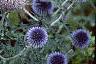 Echinops ritro, flowers