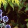 Echinops ritro, flowers