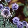 Echinops ritro, flowers