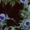 Echinops ritro, flowers