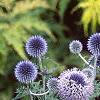 Echinops ritro, flowers