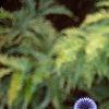 Echinops ritro, flowers