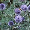 Echinops ritro, flowers