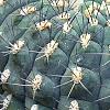 Gymnocalycium baldianum, habit