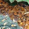 Gymnocalycium baldianum, habit