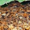 Gymnocalycium baldianum, habit