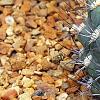 Gymnocalycium baldianum, habit