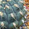 Gymnocalycium baldianum, habit