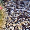Mammillaria rhodantha subsp. pringlei, habit