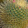 Mammillaria rhodantha subsp. pringlei, habit