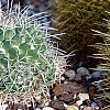 Mammillaria rhodantha subsp. pringlei, habit