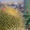 Mammillaria rhodantha subsp. pringlei, habit
