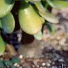 Mammillaria rhodantha subsp. pringlei, habit