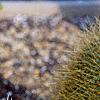 Mammillaria rhodantha subsp. pringlei, habit