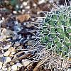 Mammillaria rhodantha subsp. pringlei, habit