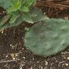 Opuntia humifusa, habit