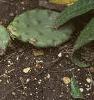 Opuntia humifusa, habit