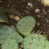 Opuntia humifusa, habit