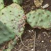 Opuntia humifusa, habit