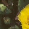 Opuntia humifusa, flowers
