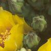 Opuntia humifusa, flowers