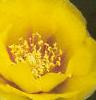 Opuntia humifusa, flowers