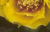Opuntia humifusa, flowers