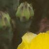 Opuntia humifusa, flowers