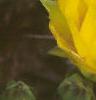 Opuntia humifusa, flowers