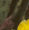 Opuntia humifusa, flowers