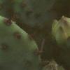Opuntia humifusa, flowers