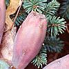 Opuntia humifusa, fruit