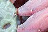 Opuntia humifusa, fruit