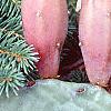 Opuntia humifusa, fruit