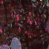 Opuntia macrocenatra var. santi-rita, habit