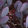 Opuntia macrocenatra var. santi-rita, habit