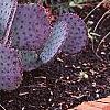 Opuntia macrocenatra var. santi-rita, habit