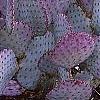 Opuntia macrocenatra var. santi-rita, habit