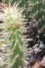 Opuntia polyacantha, habit