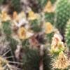 Opuntia polyacantha, habit