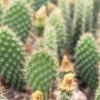 Opuntia polyacantha, habit