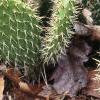 Opuntia polyacantha, habit
