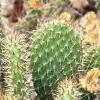 Opuntia polyacantha, habit